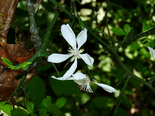 {Citrus trifoliata}